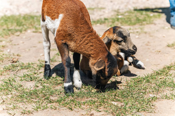 istock Goats in a grassy area. One goat is nibbling on the ground, while another appears to be lying down nearby. The goats have reddish-brown coats with white markings. 2180480161