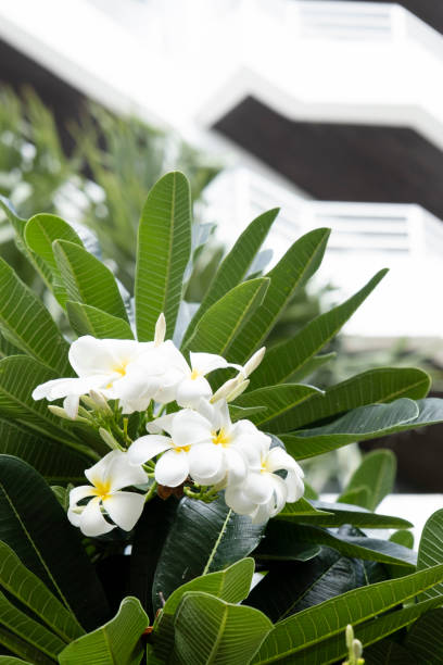 white plumeria flowers on tree, sky background