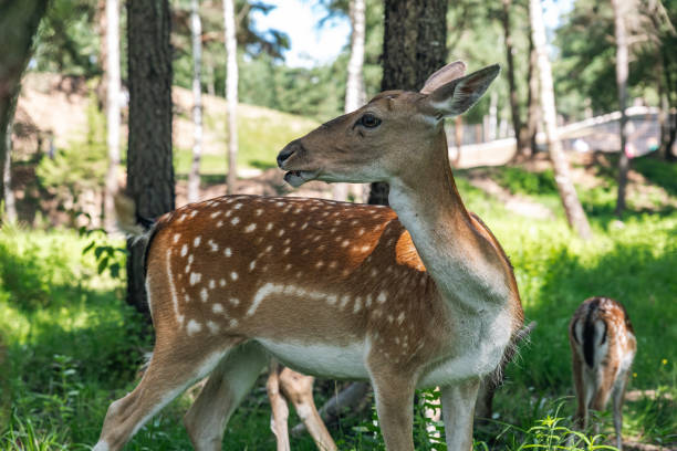 istock Young wild roe deer in grass. New born roe deer, wild spring nature. Young deer resting on the ground among ferns and trees. 2180482673