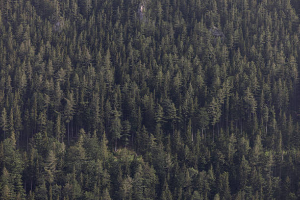 Lush green pine tree forest fresh on mountain side forrest of trees. High quality photo