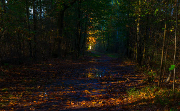 Forest with autumn leaf colors in bright sunlight at fall, Baarn, Lage Vuursche, Utrecht, The Netherlands, October 22, 2024