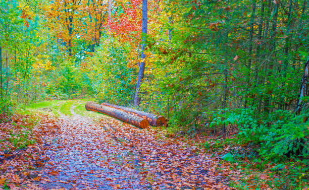 Forest with autumn leaf colors in bright sunlight at fall, Baarn, Lage Vuursche, Utrecht, The Netherlands, October 22, 2024