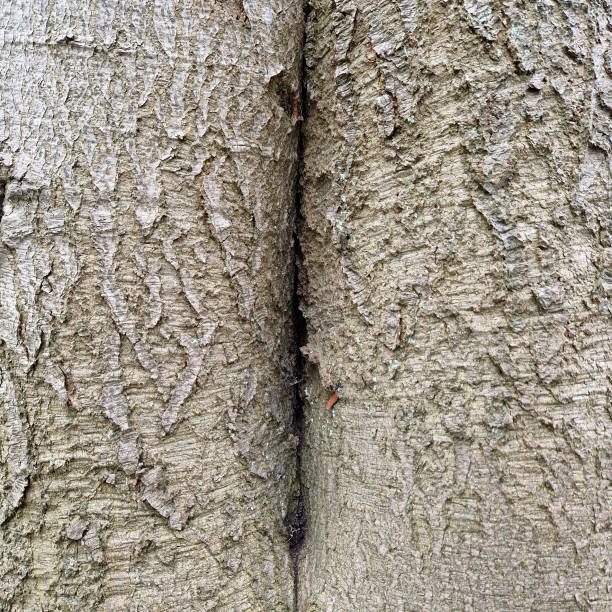 A detailed close-up image of tree bark, showcasing the natural textures and patterns of two adjacent tree trunks. The rough, cracked surface of the bark highlights the organic growth and aging process of the trees. The narrow crevice between the trunks adds depth to the composition. This image is ideal for themes related to nature, forestry, organic textures, and environmental conservation.