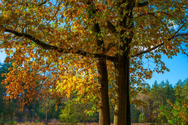 Forest with autumn leaf colors in bright sunlight, Baarn, Lage Vuursche, Utrecht, The Netherlands, October 22, 2024