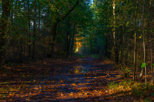 Forest with autumn leaf colors in bright sunlight, Baarn, Lage Vuursche, Utrecht, The Netherlands, October 22, 2024