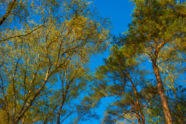 Forest with autumn leaf colors in bright sunlight, Baarn, Lage Vuursche, Utrecht, The Netherlands, October 22, 2024