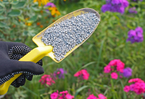 shovel and flower, planting a new flower in the garden