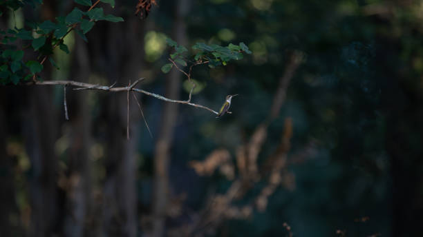 A tiny hummingbird in profile on a late summer day.
