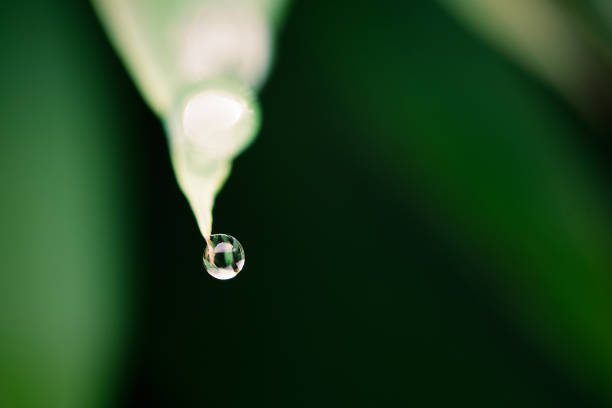 morning dew on grass blade