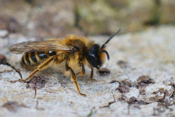 istock Close-Up of a yellow-legged mining Bee, Andrena flavipes, on Natural Surface 2180486711