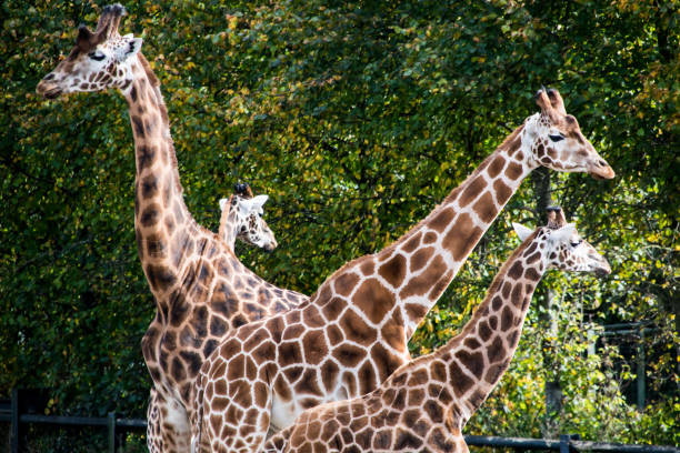 Three giraffes are standing together in a zoo enclosure