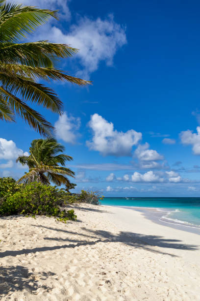 istock Palm trees Shoal Bay Anguilla 2180487886