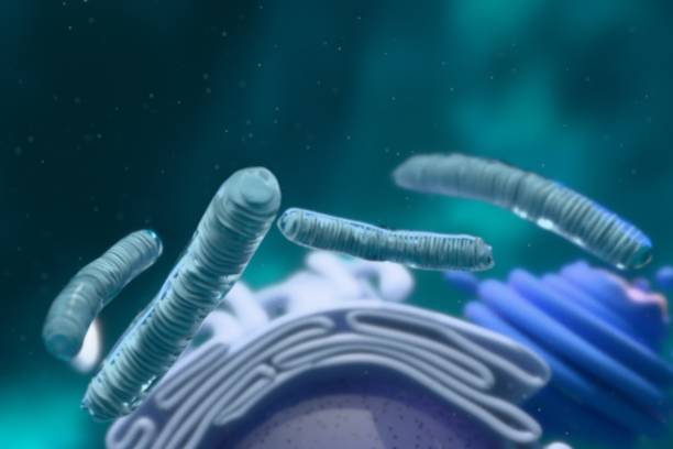 Cellular. Organelle. Long type mitochondria. Golgi apparatus. Nucleus.