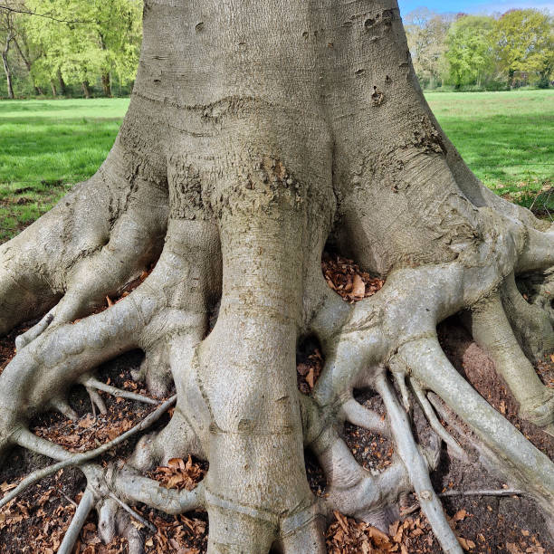 istock Close-Up of Large Beech Tree Roots Spreading Across a Lush Green Park 2180490291