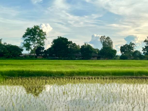 istock Thailand - Chiang Rai - panorama and nature ( rice field) 2180490591
