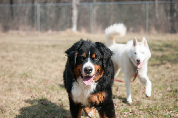 Two dogs outside in the yard walking towards the camera with one dog in front of the other