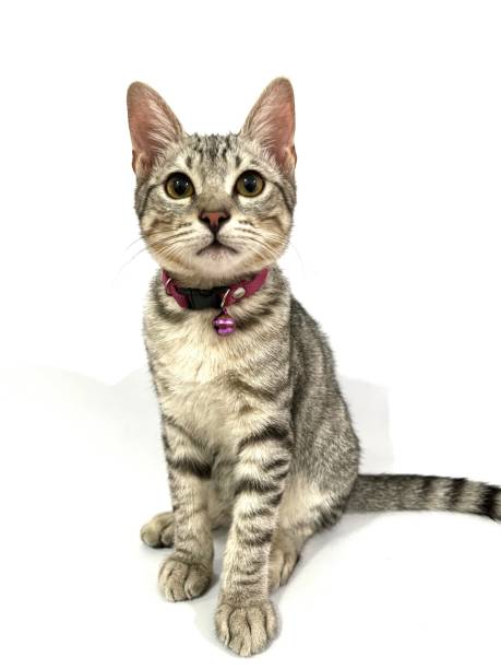 istock Tabby kitten pet with grey fur isolated on white background 2180491619