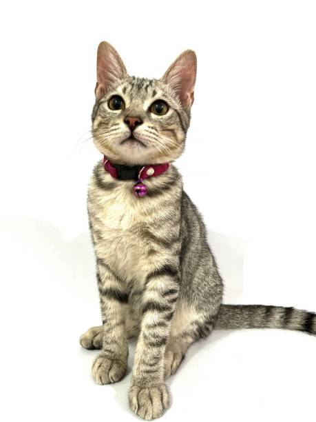 istock Tabby kitten pet with grey fur isolated on white background 2180491624