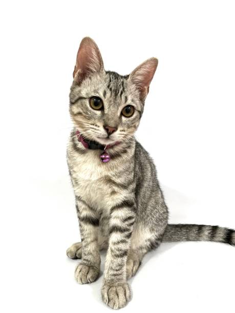istock Tabby kitten pet with grey fur isolated on white background 2180491640