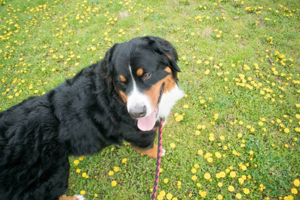 Bernese Mountain Dog photographed from above