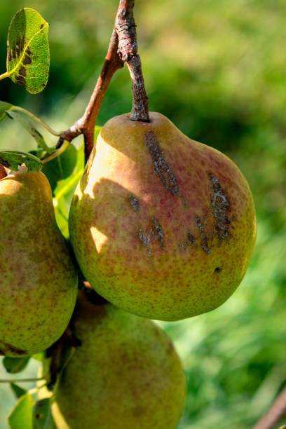 istock Pear on a young pear tree in a garden, different varieties, william pear, bon chretien pear, conference pear, healthy food 2180500859