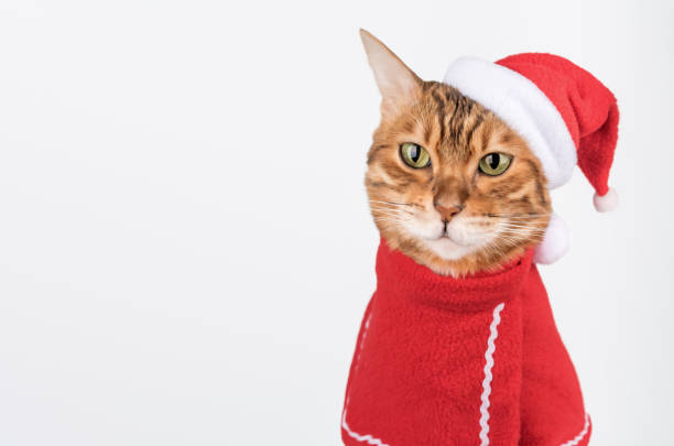 istock Beautiful Bengal cat in Santa costume. 2180502643