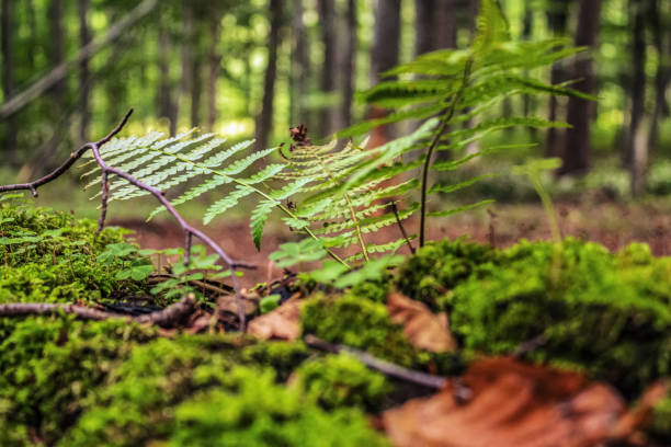 Macro  - Forest - Europe, Romania, Suceava region