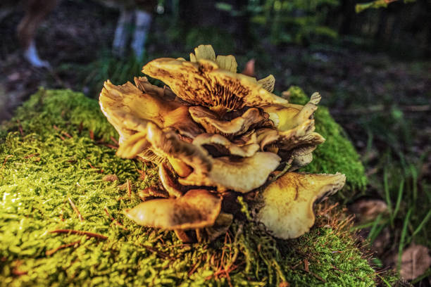 istock Macro  - Forest - Europe, Romania, Suceava region 2180504927
