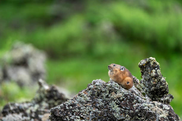 A lovely Pika resting on moss-covered volcanic rock in the forest of North East China's Arxan National Park
