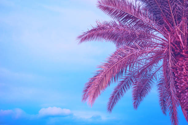 istock Palm leaves against the blue sky. Tropical nature background. Color gradient 2180506319