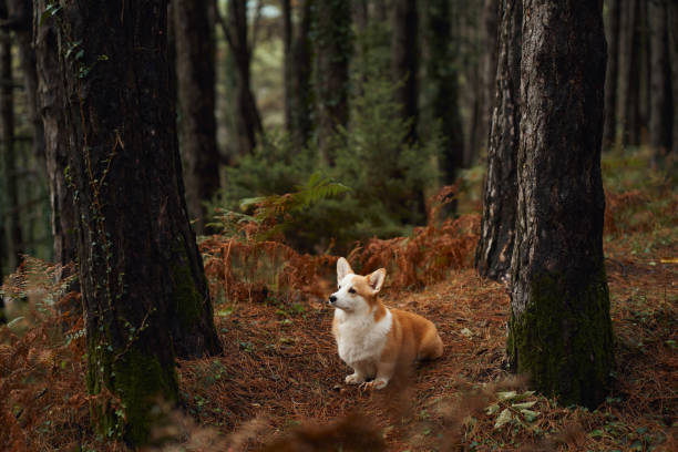 istock Corgi running on the forest floor among trees 2180506822