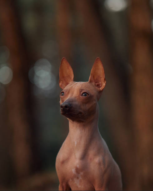 istock Hairless dog standing still in a forest 2180506856