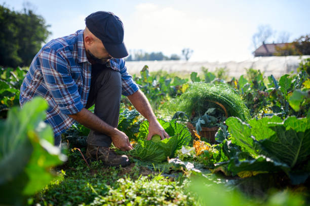 istock Organic farm agriculture - Vegetable garden - Cabbage 2180507194