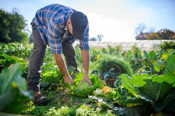 istock Organic farm agriculture - Vegetable garden - Cabbage 2180507199