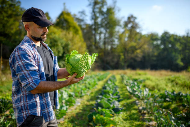 istock Organic farm agriculture - Vegetable garden - Cabbage 2180507314
