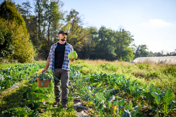Organic farm agriculture - Vegetable garden
