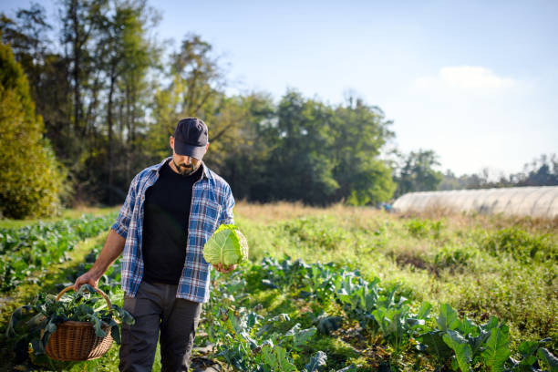 istock Organic farm agriculture - Vegetable garden 2180508137