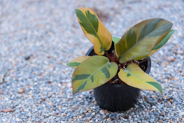 istock Closeup to Philodendron black cardinal number 2 2180509478