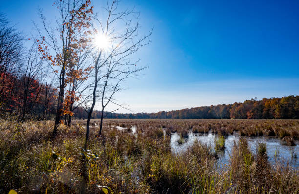 istock Autumn View of Blue Heron Marsh 2180512755