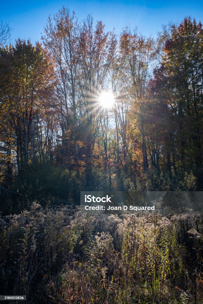View Sun Fall Sun Streaming Through Fall Foliage Stock Photo - Download Image Now ...