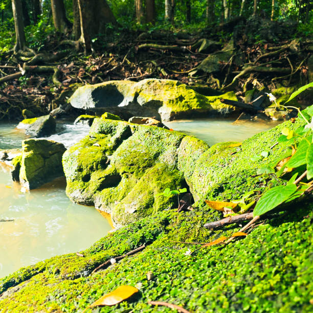 Small stream with small waterfalls in the commune of Lamontélarié in the South of France. Watercourse filled with green moss, located in the Tarn and the Occitanie Region.