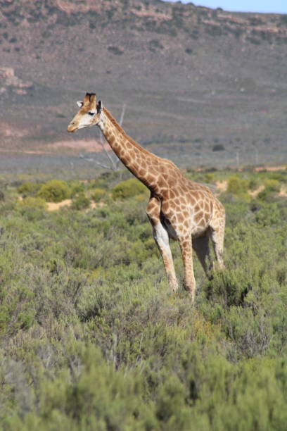 istock South Africa Giraffe - Photo 1 2180515599