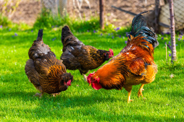 istock Free-Range Chickens are foraging happily in the Green Grass at sunny day 2180519221