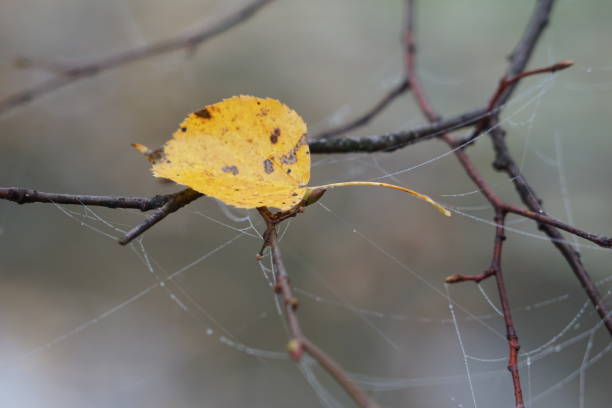 A beautiful spider web. Spider web on a foggy autumn day. A yellow leaf and a spider web on a branch.