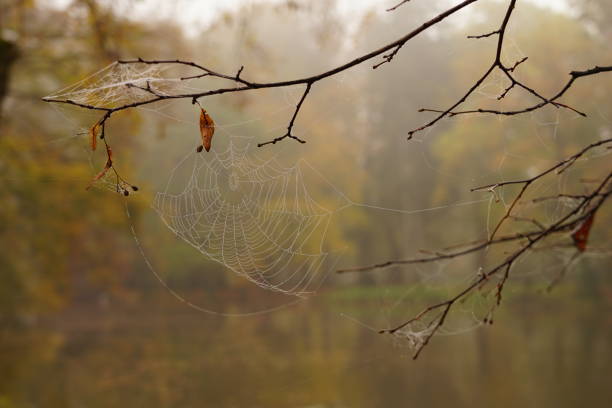 A beautiful spider web. Spider web on a foggy autumn day.