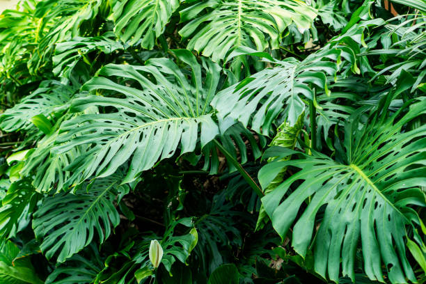 istock Lush Monstera Leaves in Tropical Garden 2180522323