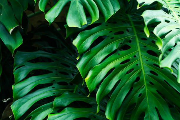 istock Lush Green Monstera Leaves Close-Up 2180522415