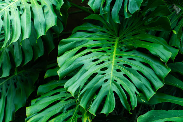istock Lush Green Monstera Leaves Close-Up 2180522554