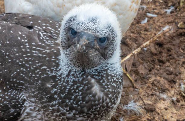 Close up portrait of a young northern gannet chick, Bonaventure Island National Park, PercÃ©, GaspÃ©sie peninsula, Quebec, Canada
