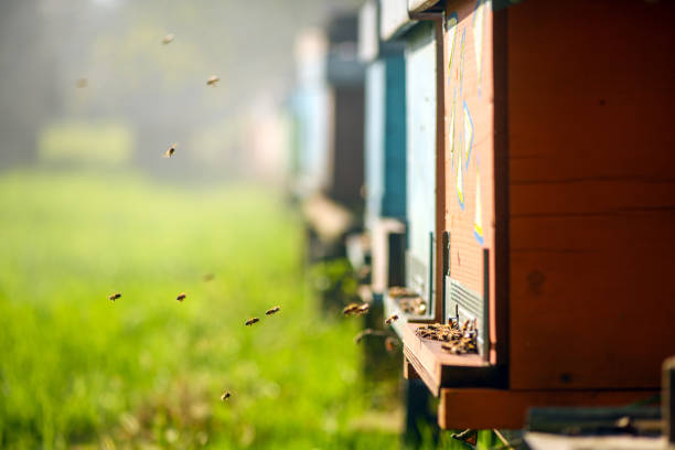 Organic farm agriculture - Beekeeping apiculture